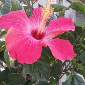 Meet your Posher, Cristina